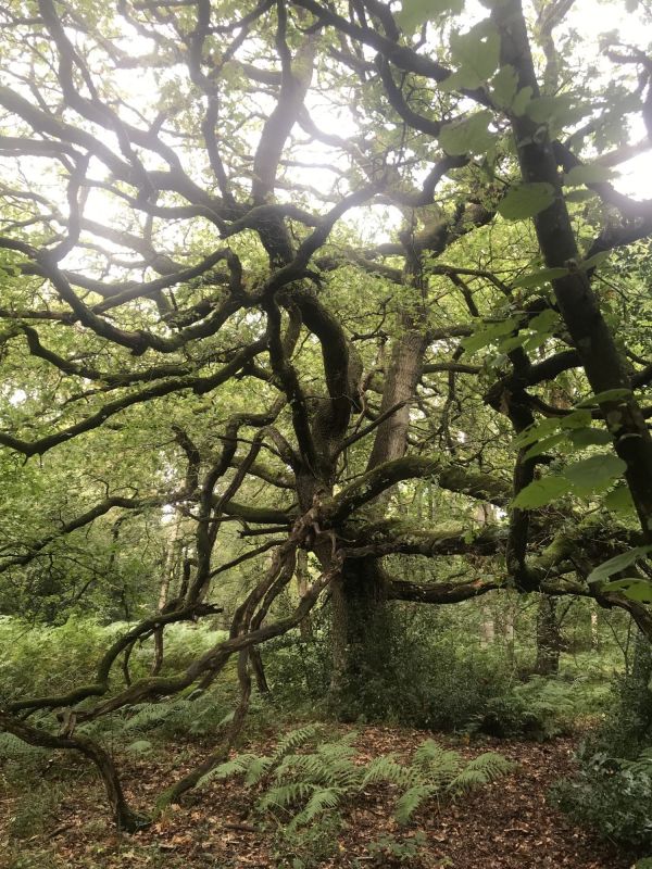 ancient tree